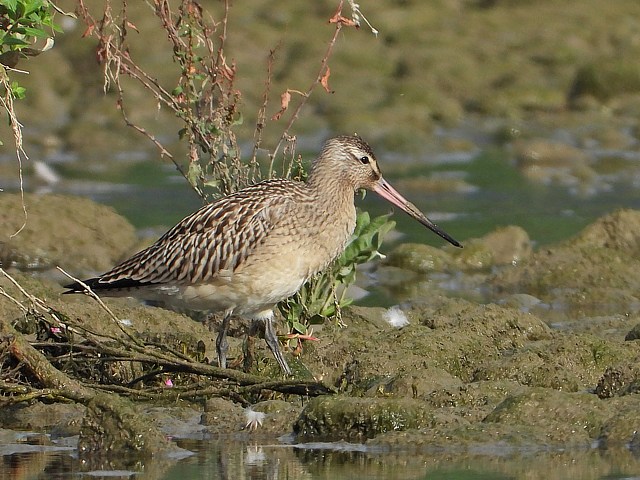 Barge rousse, limosa lapponica