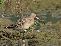 Barge rousse, limosa lapponica