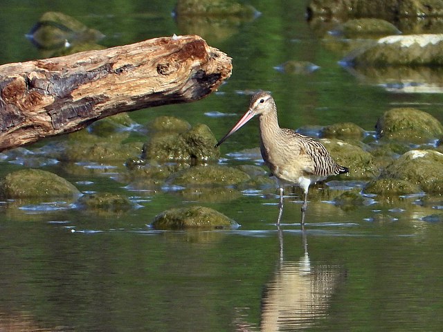 Barge rousse, limosa lapponica