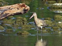 Barge rousse, limosa lapponica