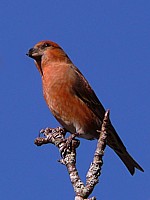 Bec-croisé des sapins, loxia curvirostra