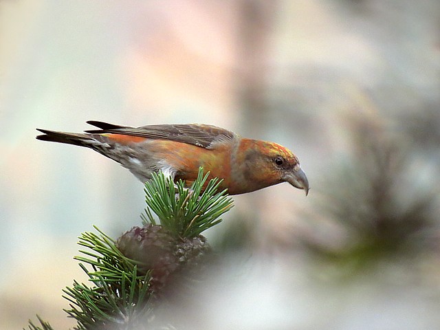 Bec-crois des sapins, loxia curvirostra