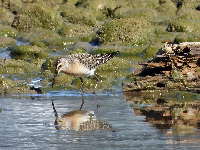 Bcasseau cocorli, calidris ferruginea