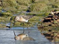 Bécasseau cocorli, calidris ferruginea