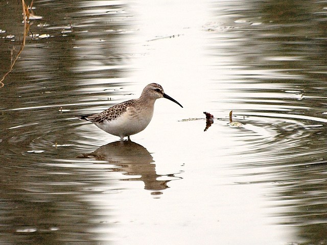 Bcasseau cocorli, calidris ferruginea