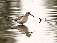 Bécasseau cocorli