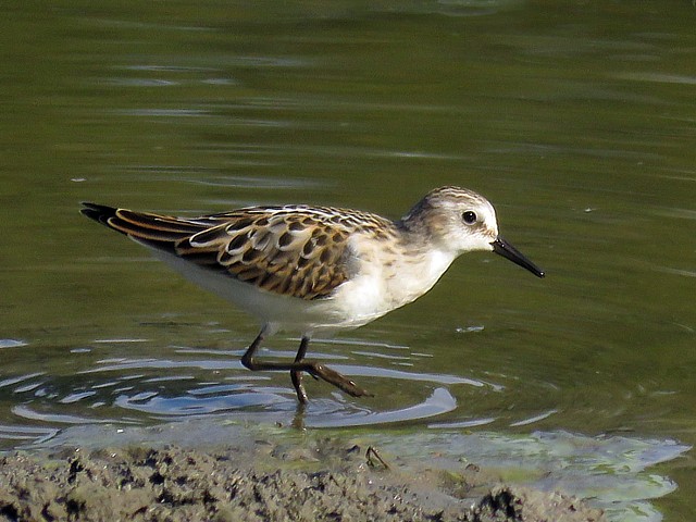Bcasseau minute, calidris minuta