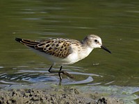 Bécasseau minute, calidris minuta