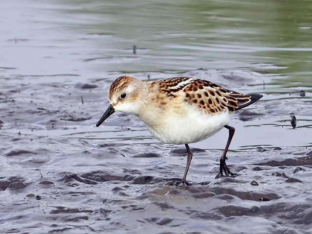 Bcasseau minute, calidris minuta
