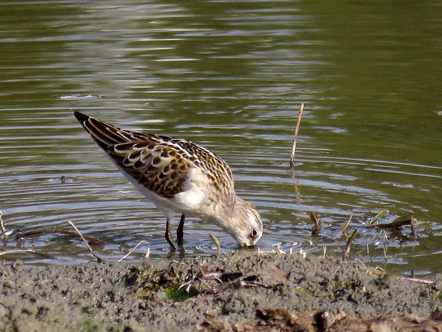 Bcasseau minute, calidris minuta