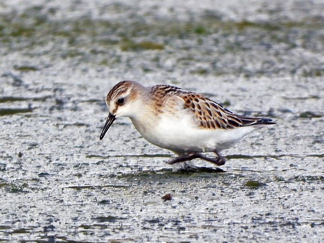 Bcasseau minute, calidris minuta