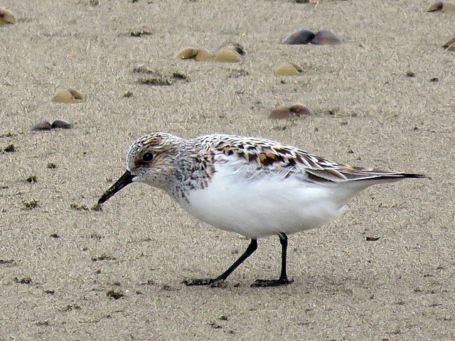 Bcasseau sanderling, calidris alba
