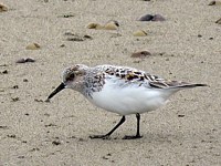 Bécasseau sanderling, calidris alba