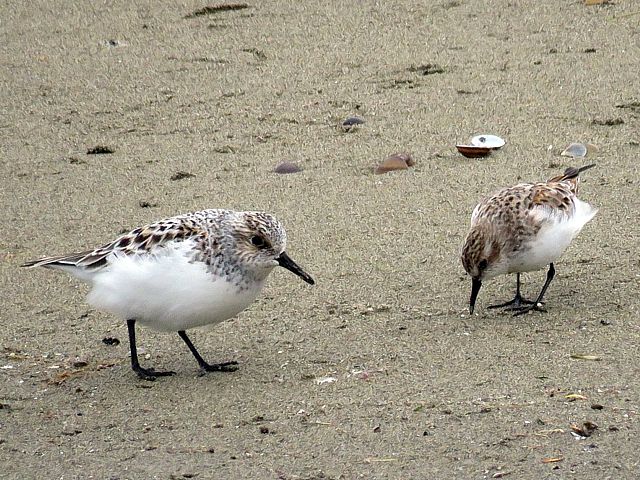 Bcasseau sanderling, calidris alba