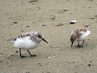Bécasseau sanderling, calidris alba