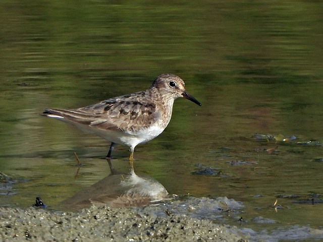 Bcasseau de Temminck, calidris temmincki