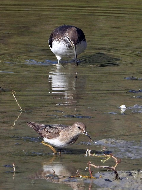 Bcasseau de Temminck, calidris temmincki