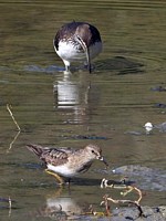 Bécasseau de Temminck, calidris temmincki