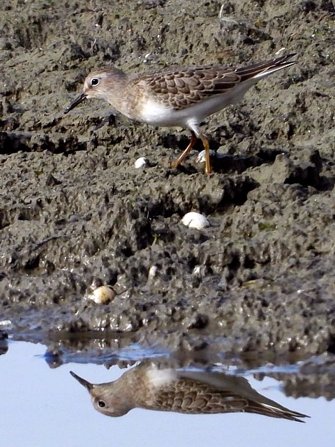 Bcasseau de Temminck, calidris temmincki
