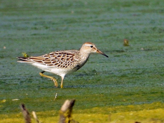 Bcasseau tachet, calidris melanotos