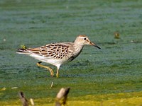 Bécasseau tacheté, calidris melanotos