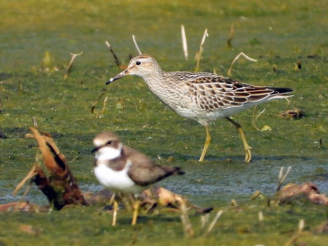 Bcasseau tachet, calidris melanotos