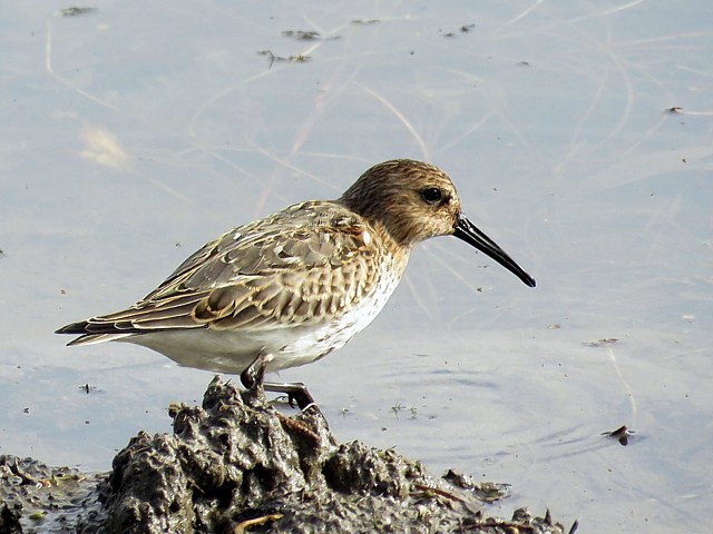 Bcasseau variable, calidris alpina