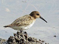 Bécasseau variable, calidris alpina