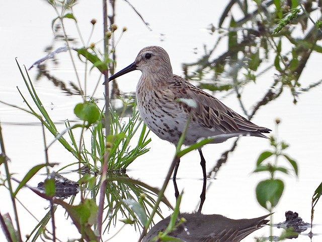 Bcasseau variable