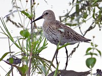 Bécasseau variable