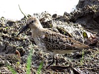Bécasseau variable