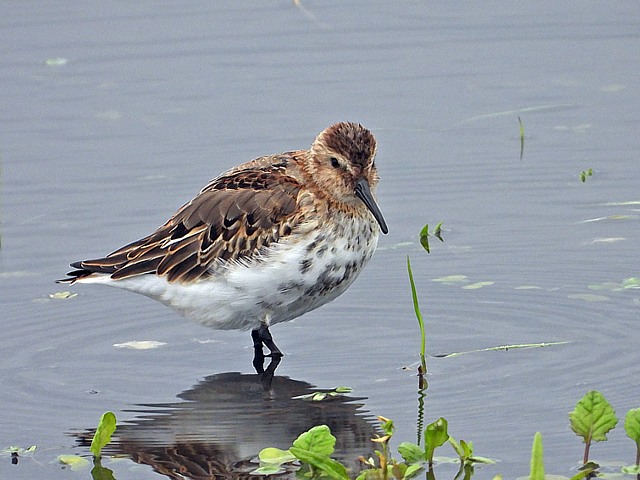Bcasseau variable, calidris alpina