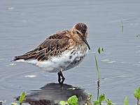 Bécasseau variable