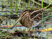 Bécassine des marais, gallinago gallinago