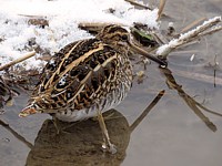 Bécassine des marais en hiver