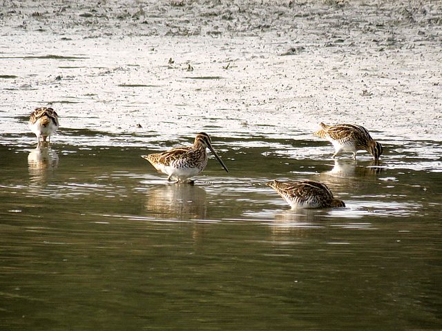 Bcassines des marais