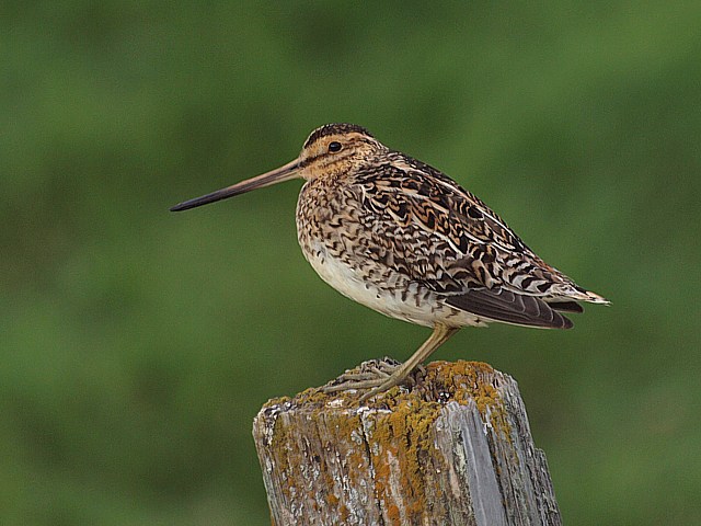 Bécassine des marais, gallinago gallinago