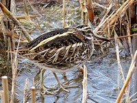 Bécassine sourde, lymnocryptes minimus