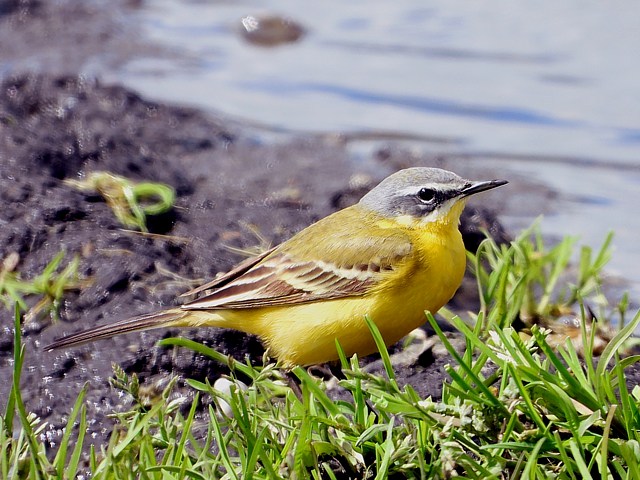 Bergeronnette printanire, motacilla flava