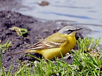 Bergeronnette printanière, motacilla flava