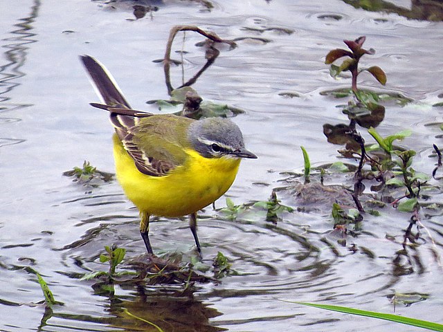 Bergeronnette printanière au bord de l'eau