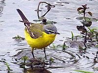 Bergeronnette printanière, motacilla flava