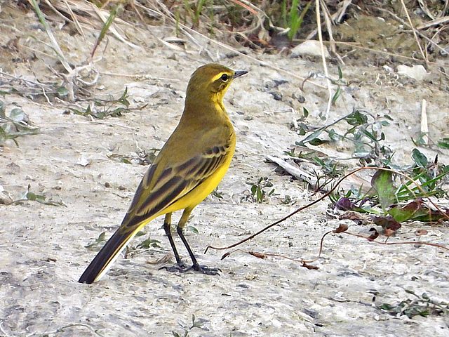 Bergeronnette flavissima lutea