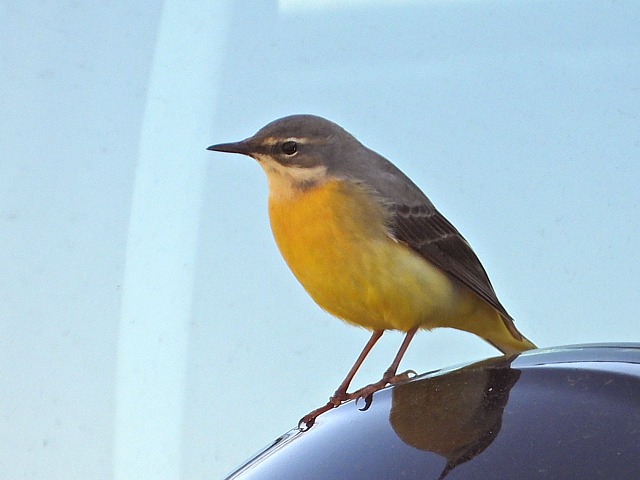 Bergeronnette des ruisseaux