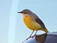 Bergeronnette des ruisseaux, motacilla cinerea