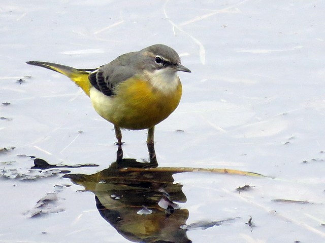 Bergeronnette des ruisseaux, motacilla cinerea