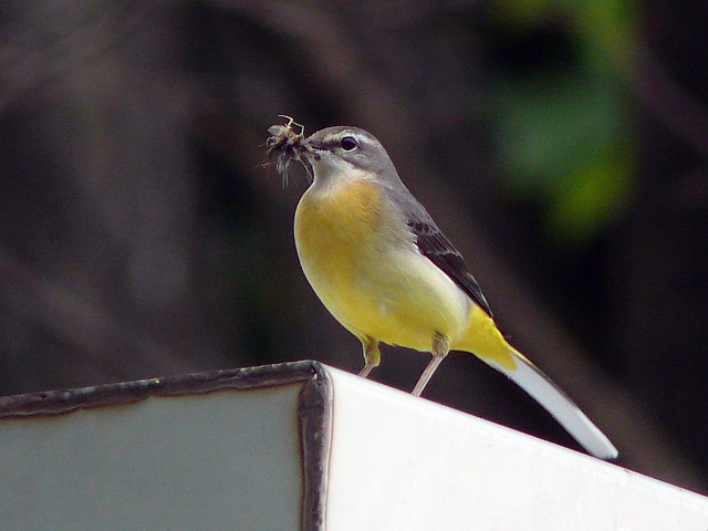 Bergeronnette des ruisseaux