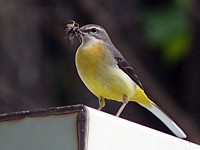 Bergeronnette des ruisseaux, motacilla cinerea