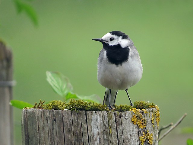 Bergeronnette grise, motacilla alba