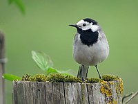 Bergeronnette grise, motacilla alba